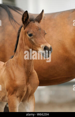 Arabian horse, colt next to its mother Stock Photo