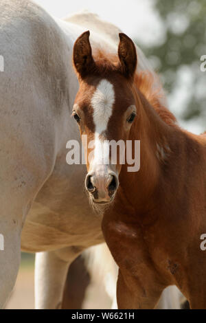 Arabian horse, chestnut foal next to its mother on the pasture Stock Photo