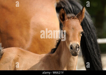 Arabian horse, brown colt Stock Photo