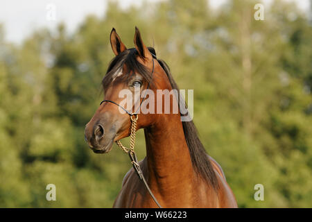 brown Arabian horse mare with Showholster Stock Photo