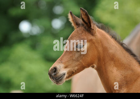 Arabian horse, Portait of a brown colt Stock Photo