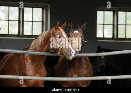 Arabian horse, two young stallions looking out from open stable Stock Photo