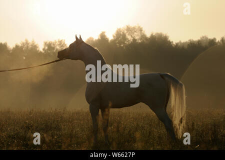 Arabian horse, white stallion in morning mist on pasture Stock Photo