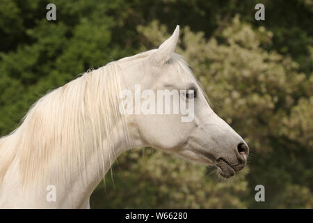 white Arabian horse mare Stock Photo