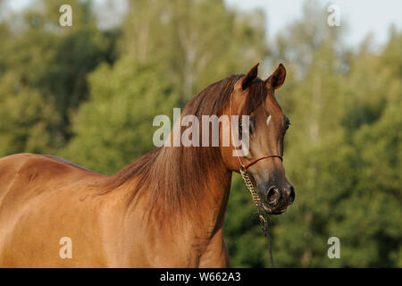 chestnut Arabian horse mare with Showholster Stock Photo