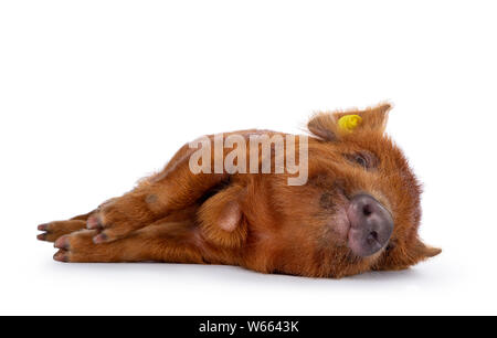 Ginger Kunekune piglet laying down side ways / sleeping. Looking at camera with naughty eyes. Isolated on white background. Stock Photo