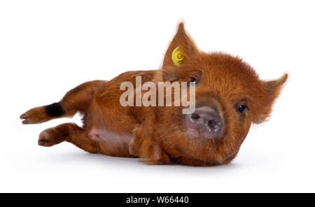 Ginger Kunekune piglet laying down side ways / rolling / getting up. Looking at camera with naughty eyes. Isolated on white background. Stock Photo