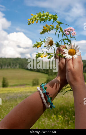 Female hands hold daisies on the background of the field and the sky with clouds on a sunny day. On the field of blurry flowers and the forest in the Stock Photo
