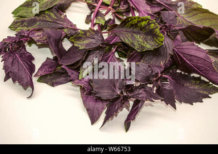 A bunch of bright purple Basil with green streaks on the leaves used as a seasoning for food on a white background Stock Photo