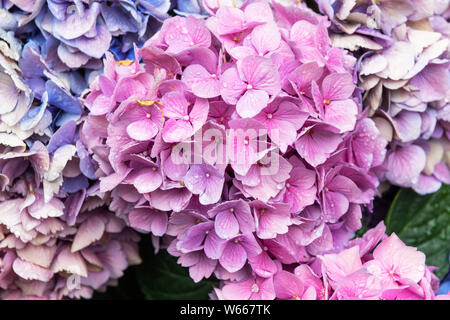 Close up of pink and mauve Hydrangeas Macrophylla Stock Photo