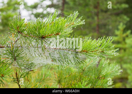 Dewy Spider web at a pine branch Stock Photo