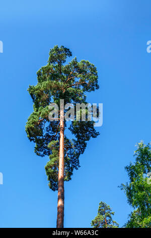 crown of pine against the blue sky Stock Photo - Alamy
