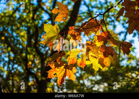 Maple leafs with sun shining through the leafs Stock Photo