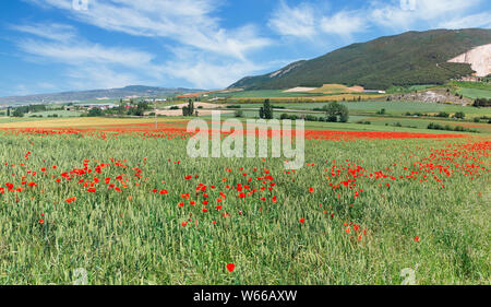 red poppies on a background of green field in Spain Stock Photo