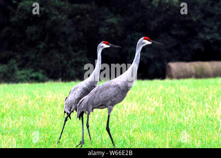 Two beautiful Sandhill Cranes in Courtship.  Photographed in Florida, USA Stock Photo