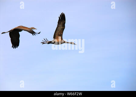 A pair of Sandhill Cranes in flight.  Headed South at Summer's end. Stock Photo