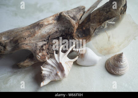 Sea collection on grey marble background Stock Photo