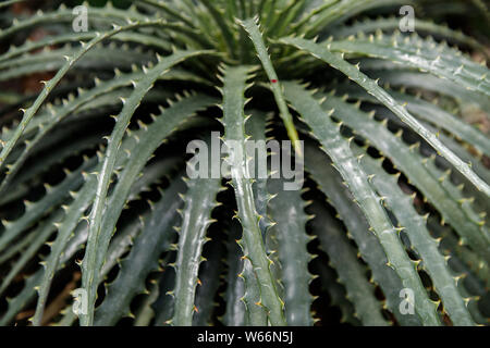 A plant of Hechtia texensis originally from Mexico, Green Latin American shrub with long spiky leaves as a background image. Green rays. View from abo Stock Photo