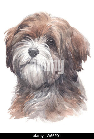 Water colour painting of Tibetan Terrier 021 Stock Photo