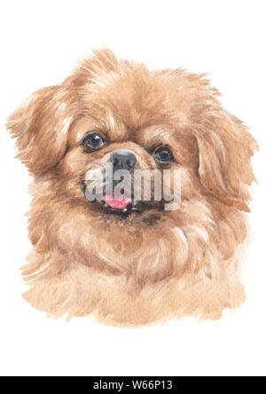 Water colour painting of Tibetan Spaniel 029 Stock Photo