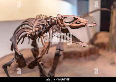 Sirindhorn Museum, Karasin Province Thailand - July 20, 2019: Tyrannosaurus rex skeleton museum in Thailand Stock Photo