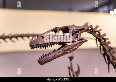 Sirindhorn Museum, Karasin Province Thailand - July 20, 2019: Tyrannosaurus rex skeleton museum in Thailand Stock Photo