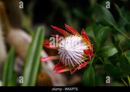 King protea or protea cynaroides the national flower of South Africa Stock Photo