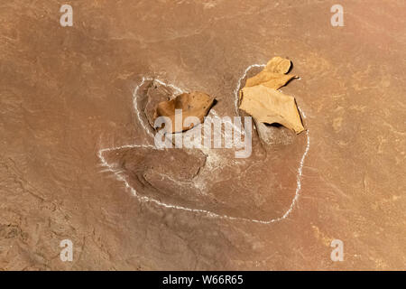 Sirindhorn Museum, Karasin Province Thailand - July 20, 2019: Real dinosaur footprint , Thailand. Stock Photo