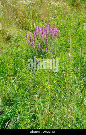 invasive wildflower weed purple loosestrife lythrum salicaria growing at the side of a rural country lane zala county hungary Stock Photo
