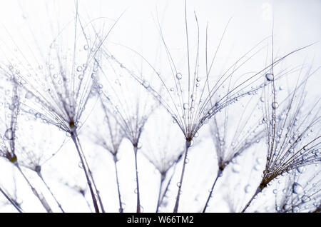 Close-up photot of Seeds of damn beard flower, Tragopogon dubius or salsify covered by dew drops. Abstract natural background. Stock Photo