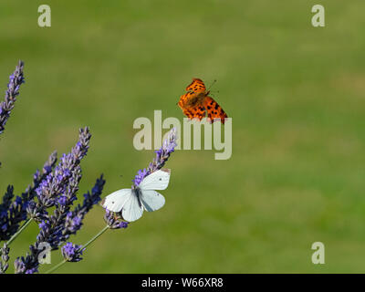 Comma Butterfly Polygonia c-album and Small White Butterfly July Norfolk Stock Photo