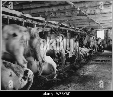 Landaff, Grafton County, New Hampshire. Stable of Mr. George Clement's farm. The whole building is n . . .; Scope and content:  Full caption reads as follows: Landaff, Grafton County, New Hampshire. Stable of Mr. George Clement's farm. The whole building is new, and the general arrangement is good, but materials and equipment are of the usual sort. Cattle are arranged in 2 rows facing an open center. The building is electrified and all milking is done by machine. This is an Ayrshire herd -- the only one in the community. Stock Photo