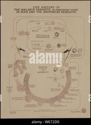 Life History of the Malaria Parasite (Plasmodium Vivax) in man and the Anopheles Mosquito Stock Photo