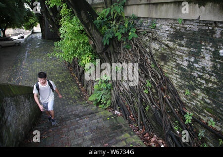 A pedestrian walks past the large roots of four banyan trees growing through a section of an ancient wall dating back to Qing dynasty in Nanning city, Stock Photo