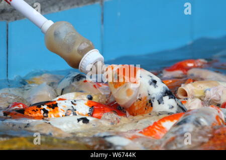 Feeding store baby koi