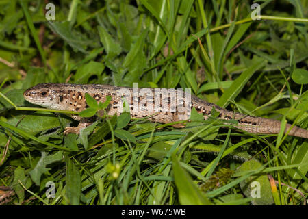 Sand lizard Stock Photo