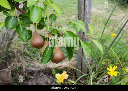 Three red-green Williams pears growing on the branch of a fruit tree among glossy green foliage Stock Photo