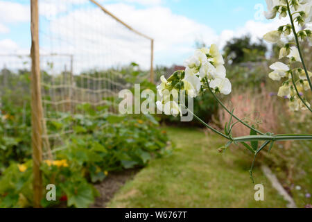 White everlasting pea flowers against the background of a summer allotment garden, Lathyrus latifolius Stock Photo