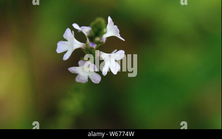 Close up of common vervain flower in bloom, Verbena officinalis Stock Photo