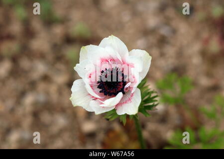 Bicolor Anemone perennial plant with pure white and red fully open blooming petals and dark black center growing in local garden Stock Photo