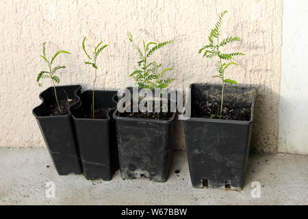 Carob tree or Ceratonia siliqua or Saint Johns bread or Locust bean or Locust tree or Carob bush flowering evergreen trees planted in plastic flower Stock Photo