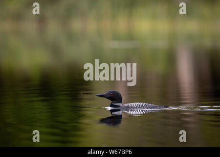 MAYNOOTH, ONTARIO, CANADA - July 22, 2019: A Common Loon (Gavia immer), part of the Gaviidae family swims in a lake in Ontario.   ( Ryan Carter ) Stock Photo