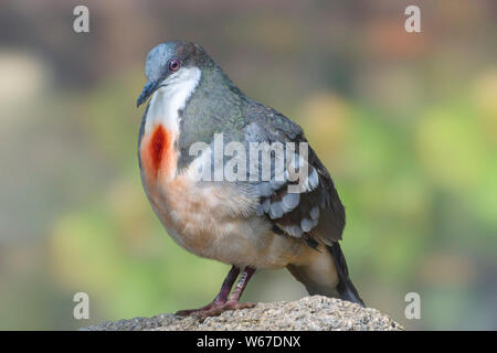 Closeup of Luzon Bleeding Heart Dove bird  (Gallicolumba luzonica), profile Stock Photo