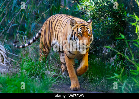 Bengal Tiger in forest, walking towards camera Stock Photo