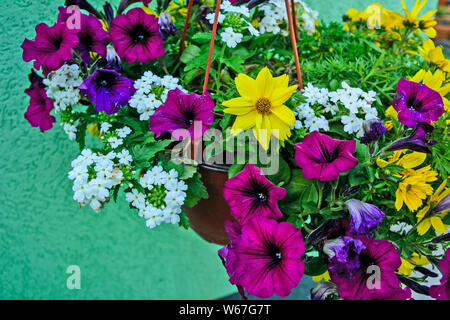 The pot that hangs and is full of beautiful and various colorful flowers. Stock Photo
