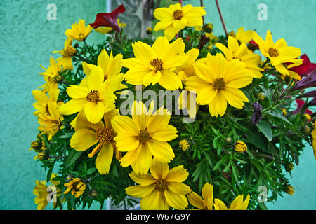 The pot that hangs and is full of beautiful and various colorful flowers. Stock Photo
