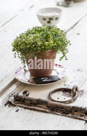 Soleirolia soleirolii - Mind your own Business in a terracotta pot, on an old rustic door used as a table Stock Photo