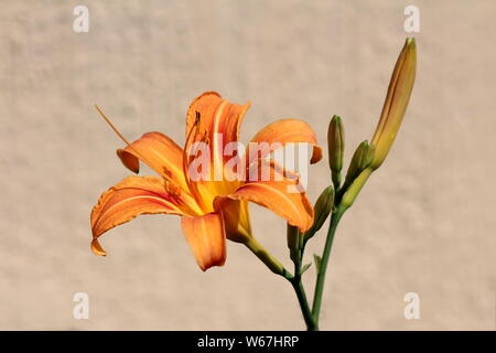 Lily or Lilium orange yellow fully open blooming perennial flower surrounded with flower buds on grey family house wall background Stock Photo