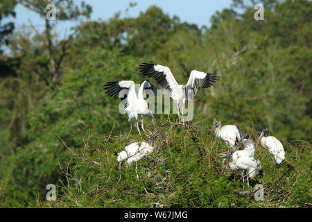 Two adult storks and five young roosting at Harris Neck National Wildlife Refuge, Georgia Stock Photo