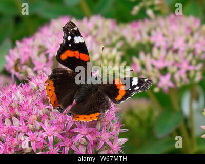 Red Admiral butterfly Vanessa atalanta sunning itself on a pink flower in summer in North Yorkshire Stock Photo